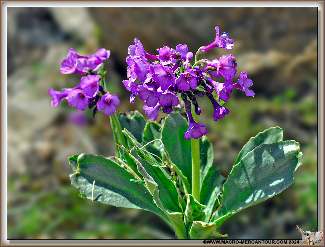 Primevères visqueuses